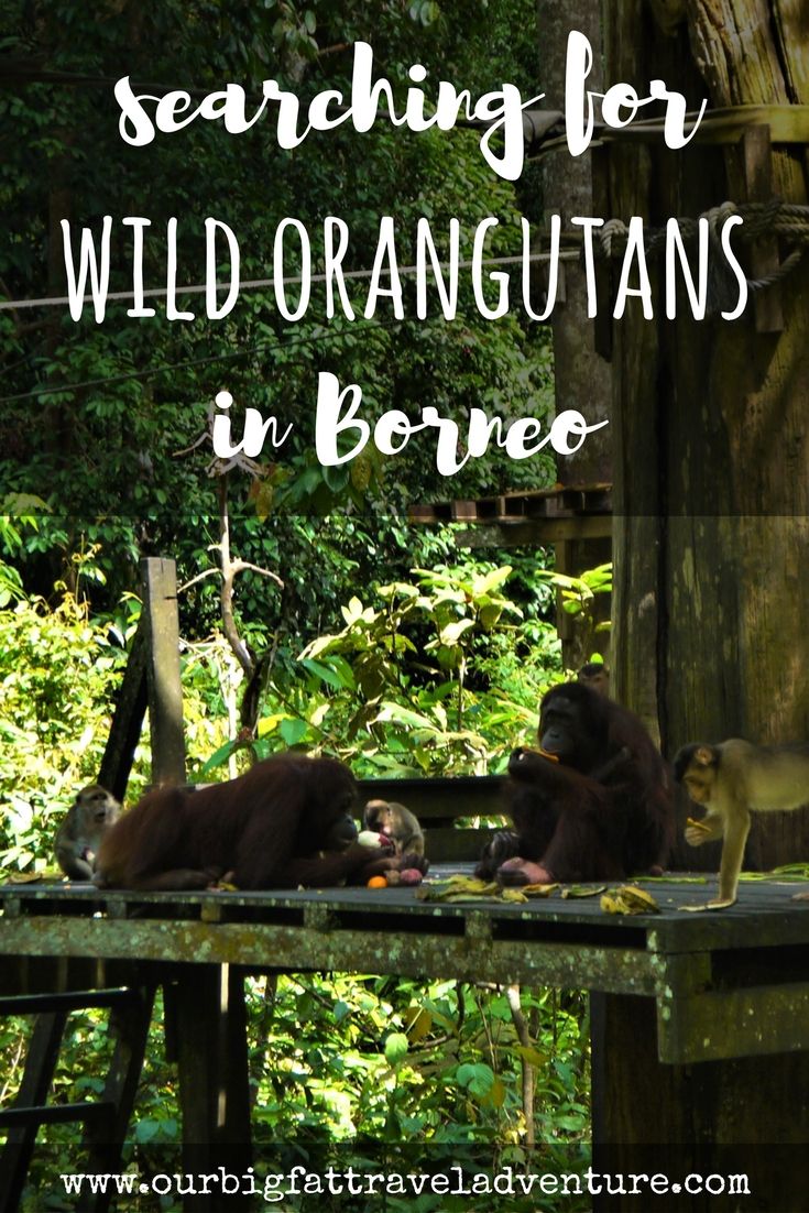 We spent three weeks in Malaysia searching for wild orangutans in Borneo - here's the story of our quest from Danum Valley to the Kinabatangan river. Orangutans in Borneo | Borneo Orangutans | orangutan sanctuary borneo | sepilok orangutan sanctuary |  orangutans in the wild | wild orangutans | Borneo orangutan | orangutans in Borneo