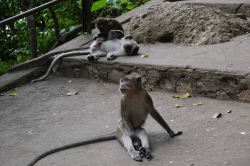 Monkeys at the Batu Caves, Kuala Lumpur