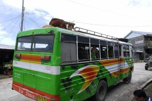 Goats on a Bus in the Philippines