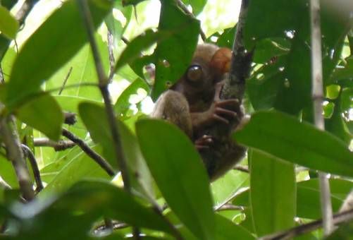 A Tarsier in Bohol, the Philippines
