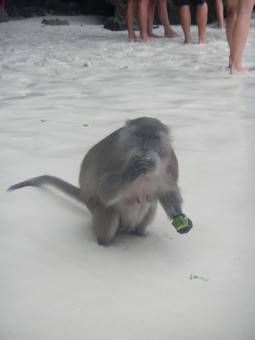 Monkey on Monkey Beach