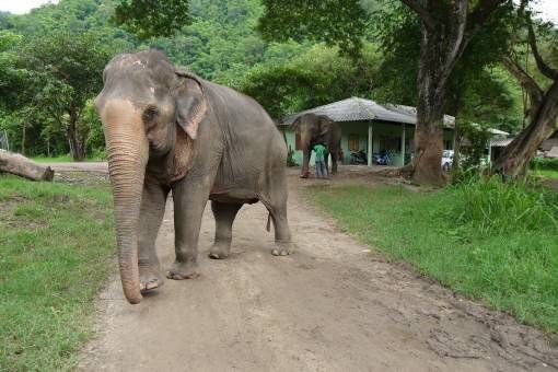 The Elephant Nature Park, Chiang Mai Thailand