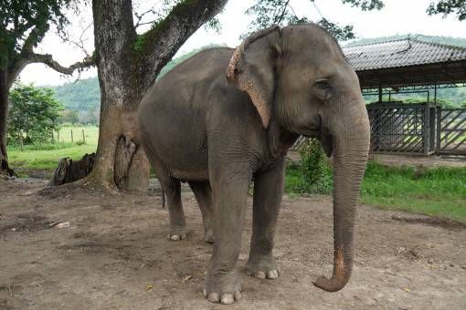 Elephant at the Elephant Nature Park, Thailand