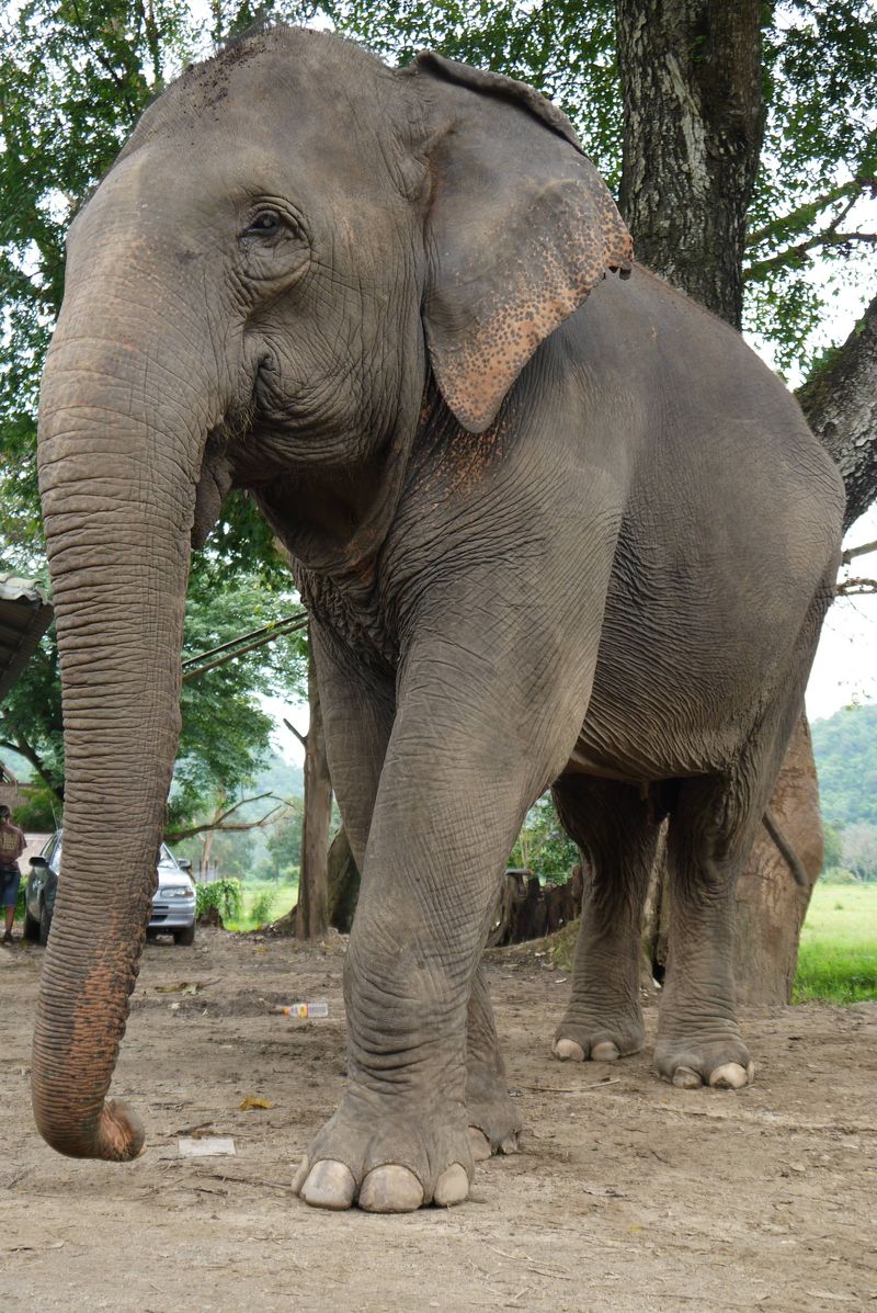 The Elephant Nature Park, Thailand 