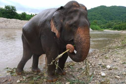 Elephant by the River at the Elephant Nature Park