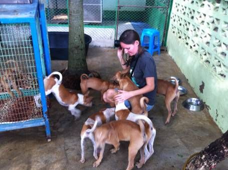 Volunteering at the Dog Rescue Project, Thailand
