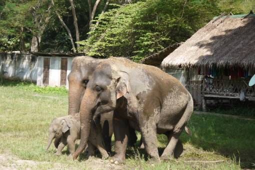 Elephants at the Elephant Nature Park, Thailand