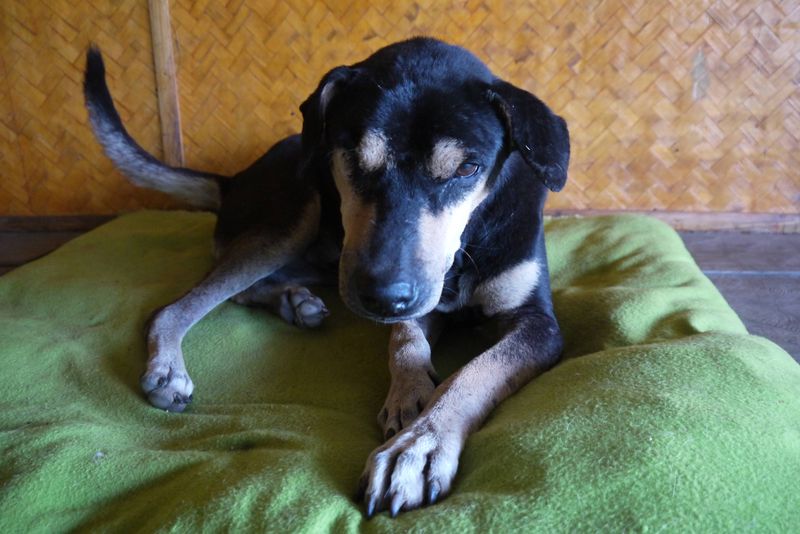 Momon, One-Eyed Dog at the Dog Rescue Project, Thailand