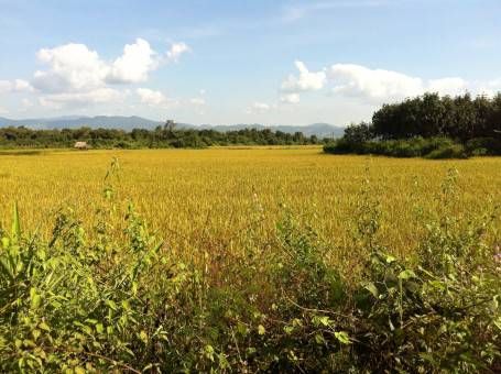 Lush green rice paddies in Luang Namtha