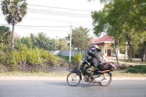 Pigs on a Motorbike in Cambodia