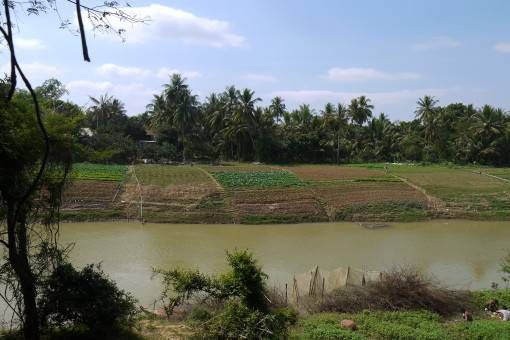 Vegetables by the River in Battambang, Cambodia