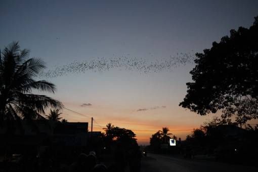 Bats Flying Across the Sky in Cambodia