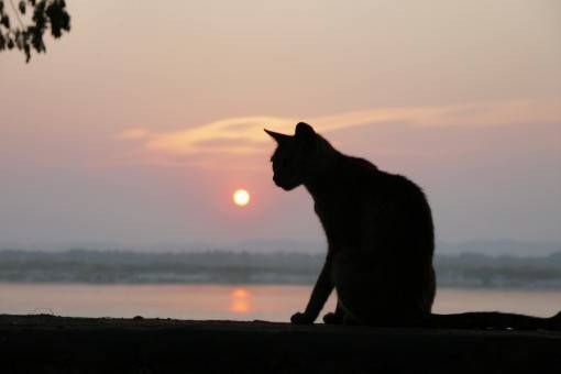 Irrawaddy Sunset Cat