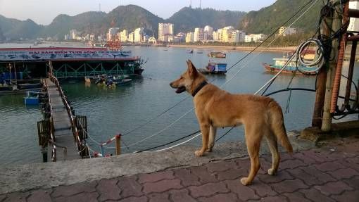 A Dog by the Dock on Cat Ba Island