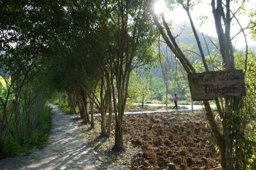 An orchard in Bird Valley, Tam Coc