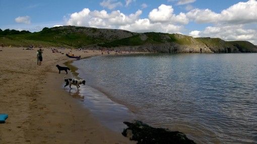 Dogs enjoying Barafundle Bay, Pembrokeshire
