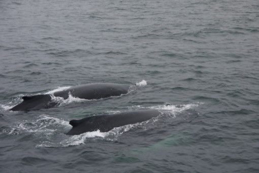 Humpback Whales at Geoffrey's Ledge