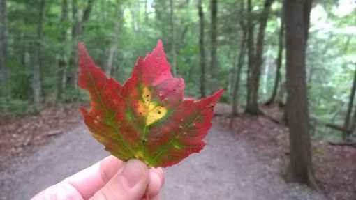 A red fall leaf in New England, USA 