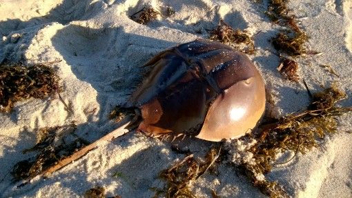 Horseshoe crab shell on the beach at Martha's Vineyard