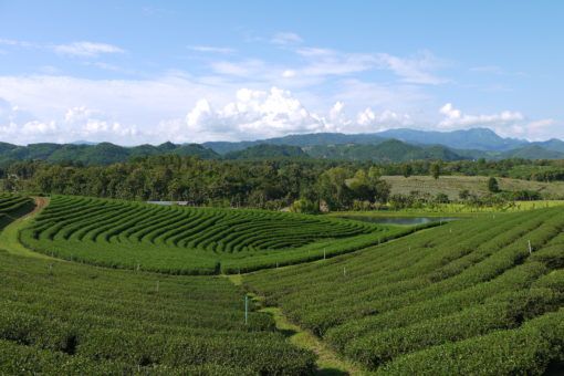 Choui Fong Tea Plantation in Mae Salong, Thailand 