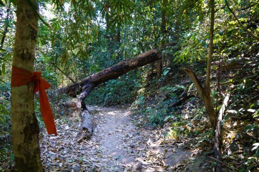 Monk's orange robe on the Monk's Trail, Chiang Mai