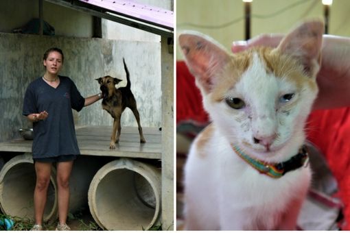 three leggeed dog and a cat at Lanta Animal Welfare, Thailand