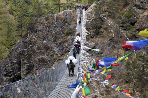 Yaks crossing a suspension bridge on the Everest Base Camp Trek, Nepal