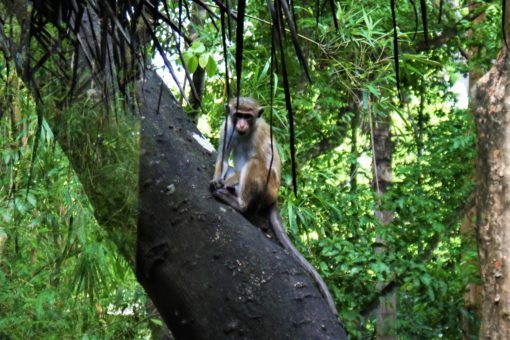 Our monkey neighbour at Diyabubula