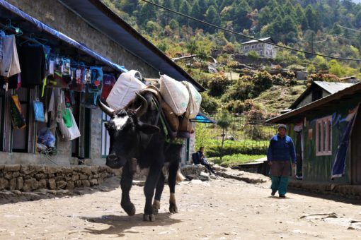 Yak carrying gear in Lukla, on the Everest Base Camp Trek
