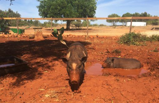 Pigs enjoying a mud bath in Portugal
