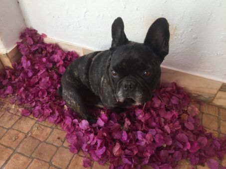 Sjef the French Bulldog at our house sit in Portugal