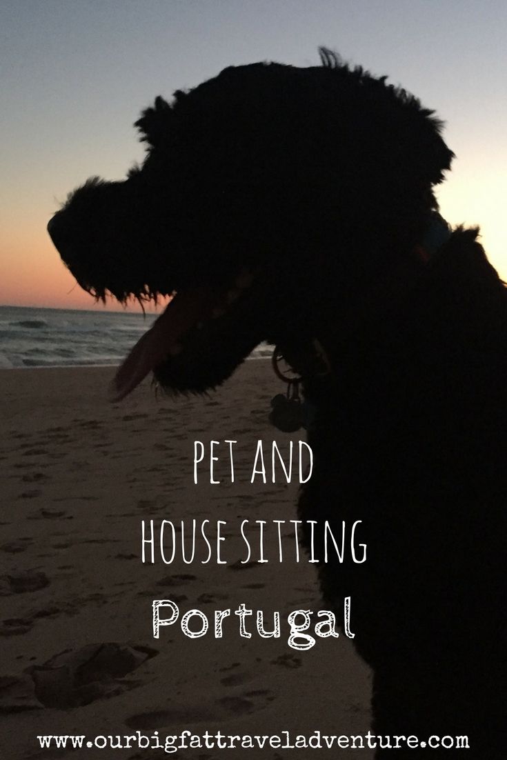 Pet and house sitting Portugal Pinterest Pin