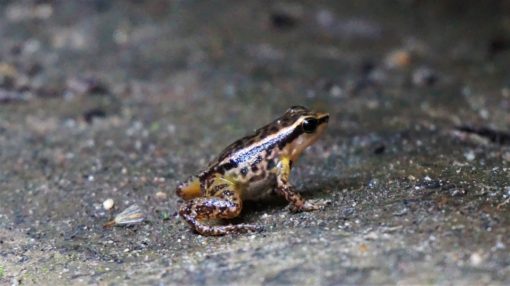 Tiny frog at Pozo Azul, Minca, Colombia