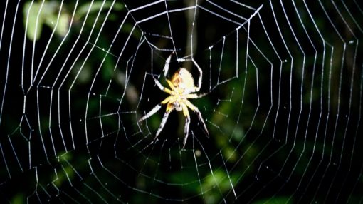 Spider in its web on a night walk in the Amazon rainforest, Bolivia