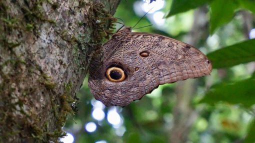 Owl butterfly in the Bolivian Amazon rainforest
