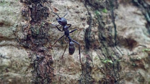 Bullet ant on a tree in the Amazon jungle in Madidi National Park, Bolivia