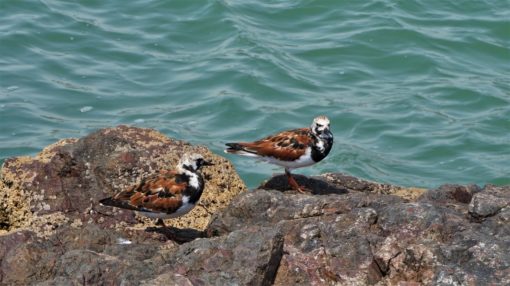 One of the many sea birds at Paracas National Reserve