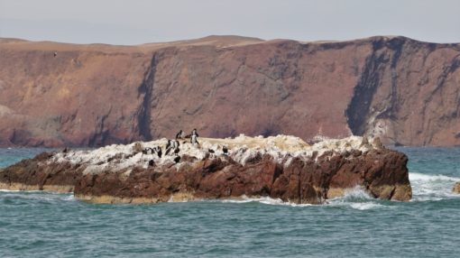 Group of birds nesting on a rock in Paracas National Reserve, Peru