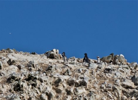 Humboldt Penguins on the Ballestas Islands, Peru