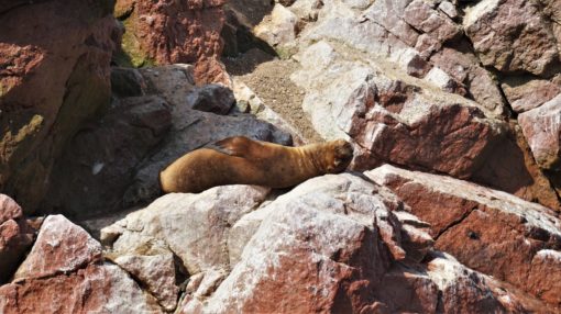 Sea lion basking on a rock in the Ballestas Islands, Peru