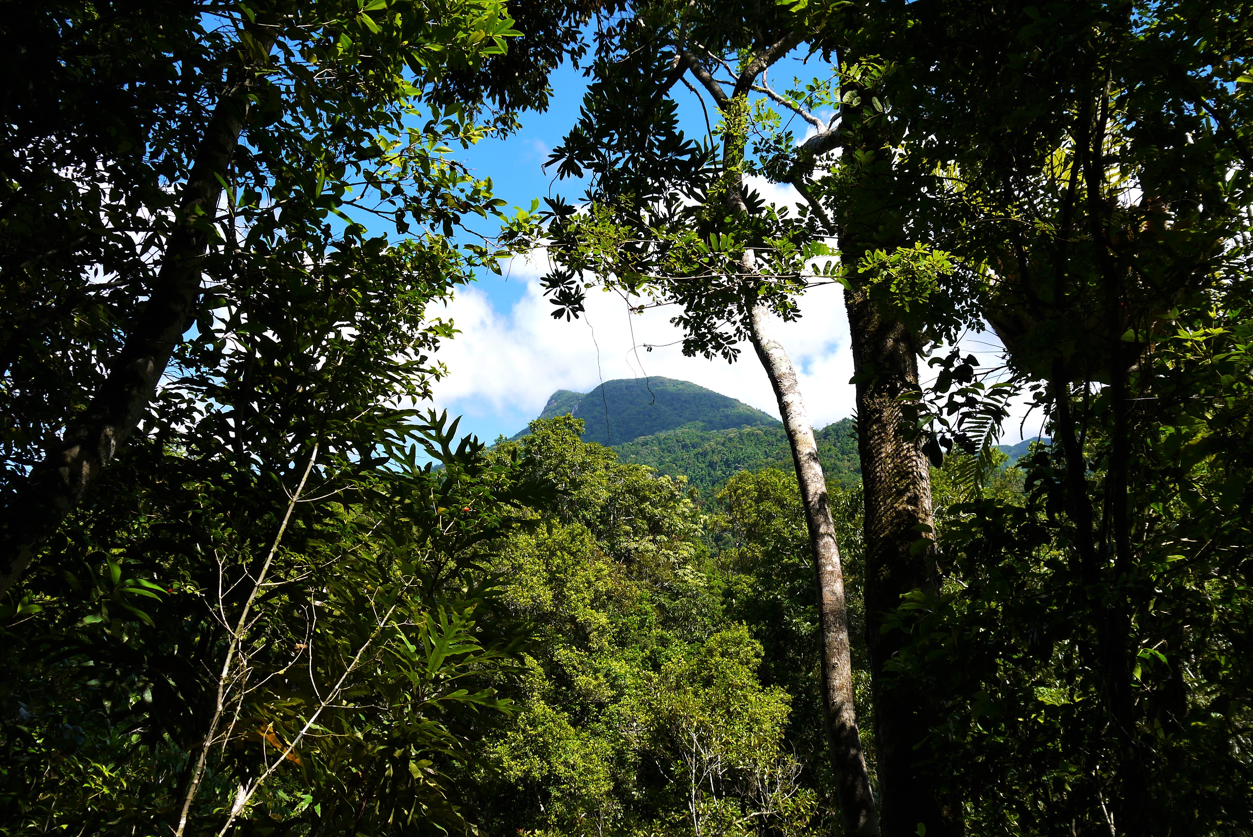 The ancient Daintree Rainforest, one of many Queensland highlights