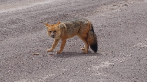 Bolivian fox, zorro, in the Siloli Desert, Bolivia