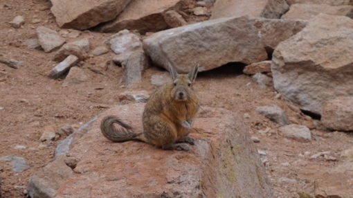 Viscacha, a type of chinchilla in the Siloli Desert, Bolivia