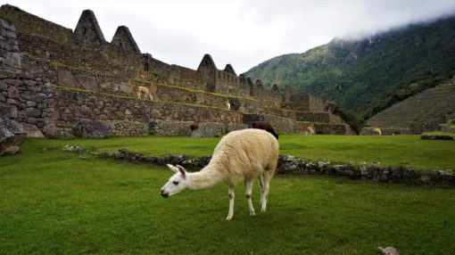 Llama grazing at Machu Picchu, Peru