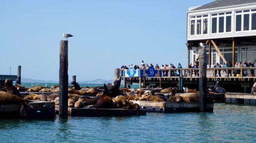 Sea Lions at pier 39 in San Francisco, California