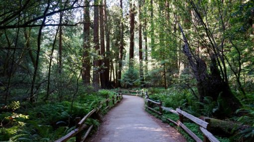Forested trail in the Muir Woods, California 