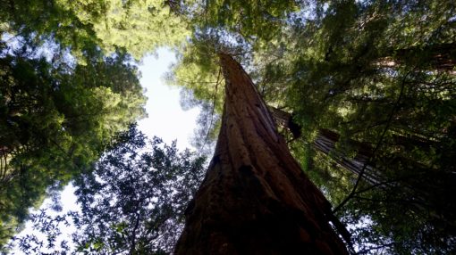 Giant Redwood tree in the Muir Woods in California
