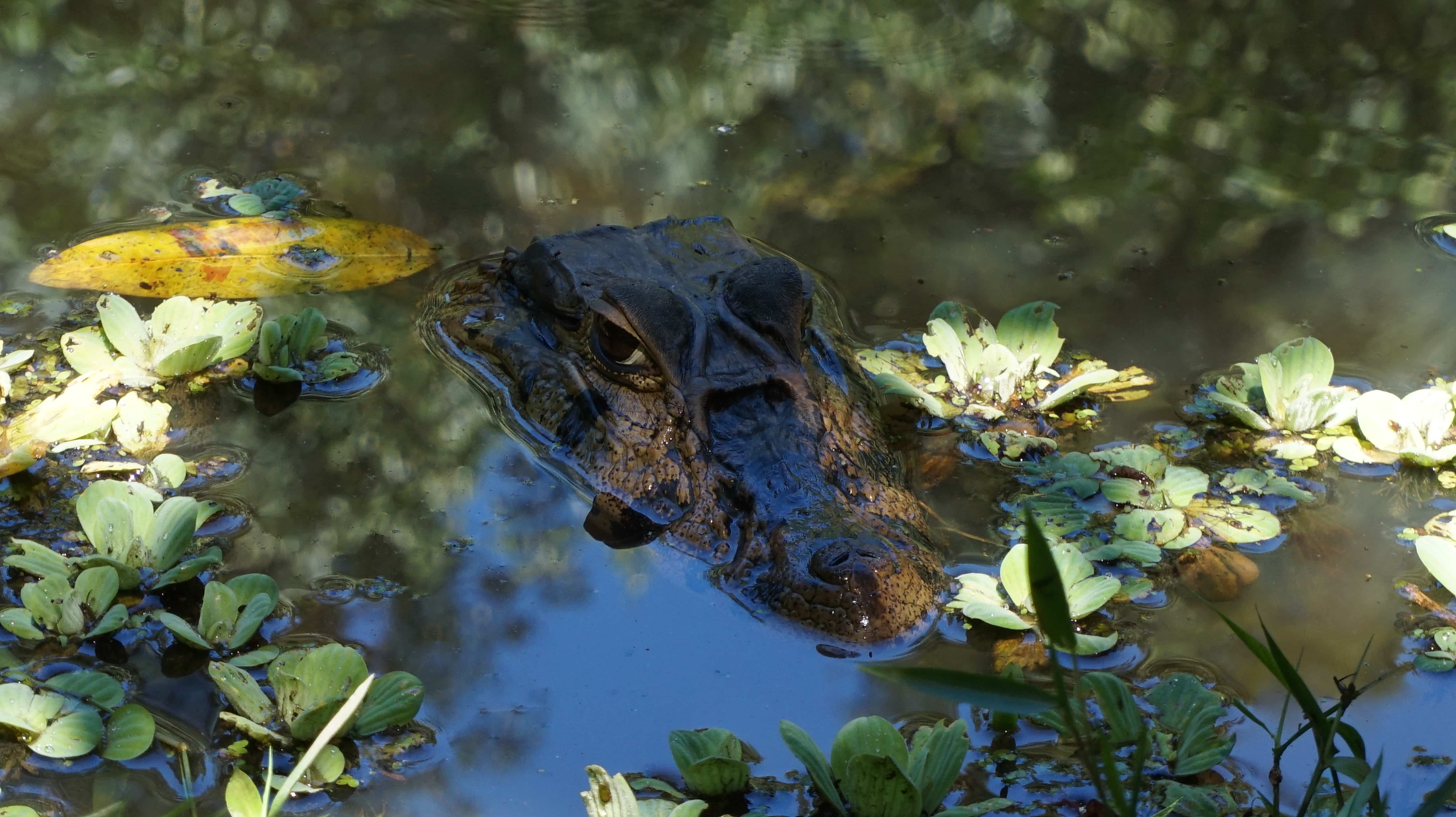 Caiman poking his head out the river in the Amazon rainforest, Bolivia