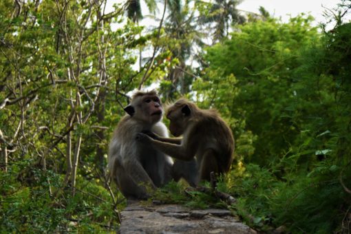 Monkeys grooming each other in Sri Lanka