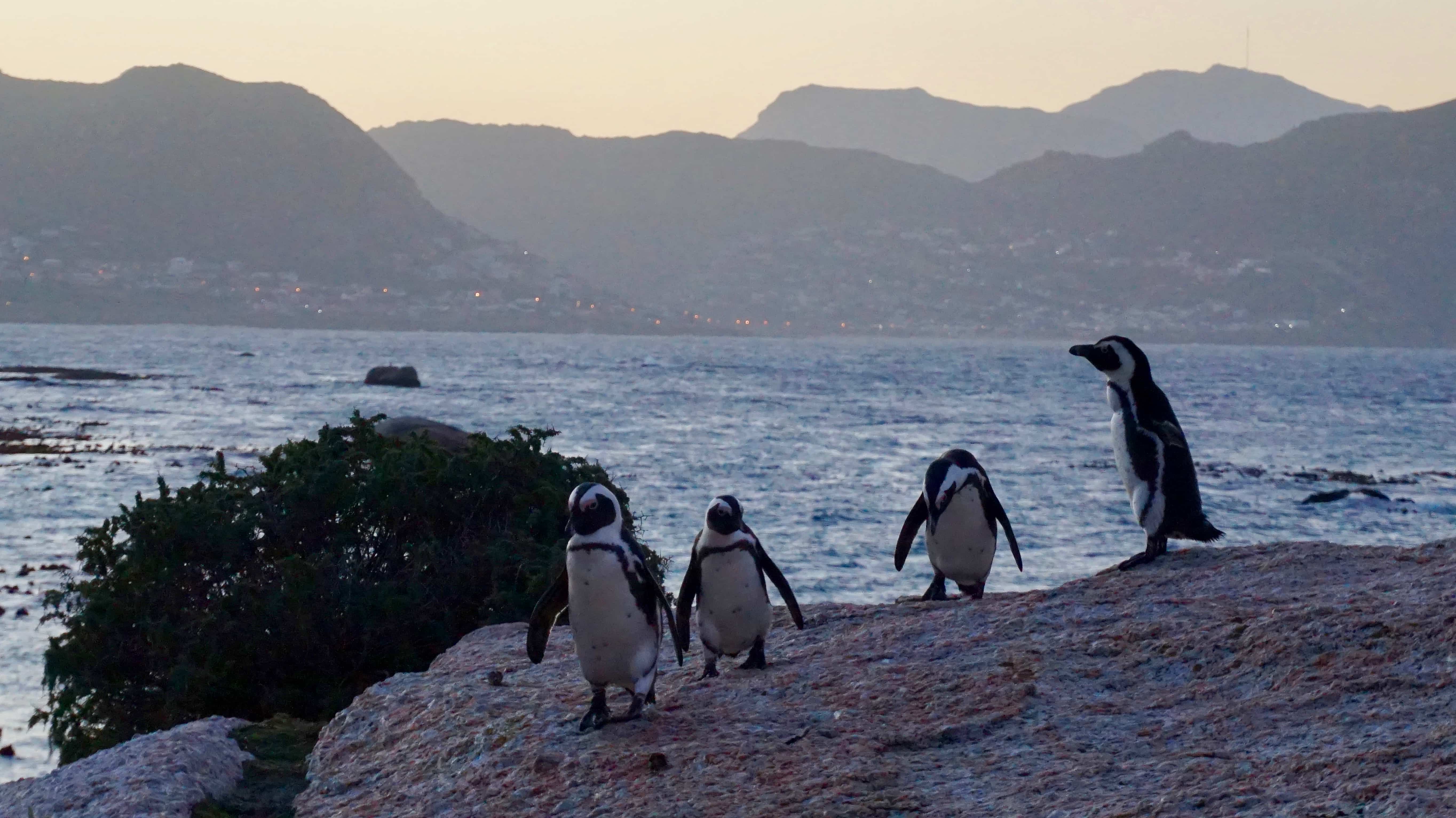 African Penguins at Boulders Beach, near Cape Town in South Africa